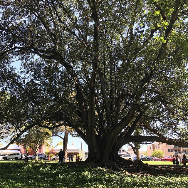 晴れた日曜日の公園には幸せと楽しさと和みの波動に包まれています。ちょっと元気ない時や、幸せの波動に包まれたい時は、身近なパワースポットかも？この大樹はウェディングパワースポット(笑) 人がいるとその大きさがわかるでしょ？ ここには精霊大樹がたくさんあります。 (Instagram)