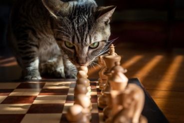 チェスのコマを見つめる猫